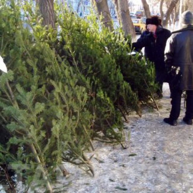 Где купить елки на зимние праздники? Новости Днепра