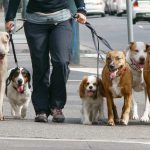 Душ и спортинвентарь: в Украине появятся площадки для выгула собак