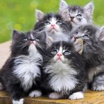 Бизнес на котиках: в Днепре перекупают животных и бросают на произвол судьбы