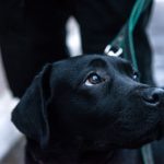 В Днепре фирма под следствием может освоить 46 миллионов на строительстве клиники для бездомных собак
