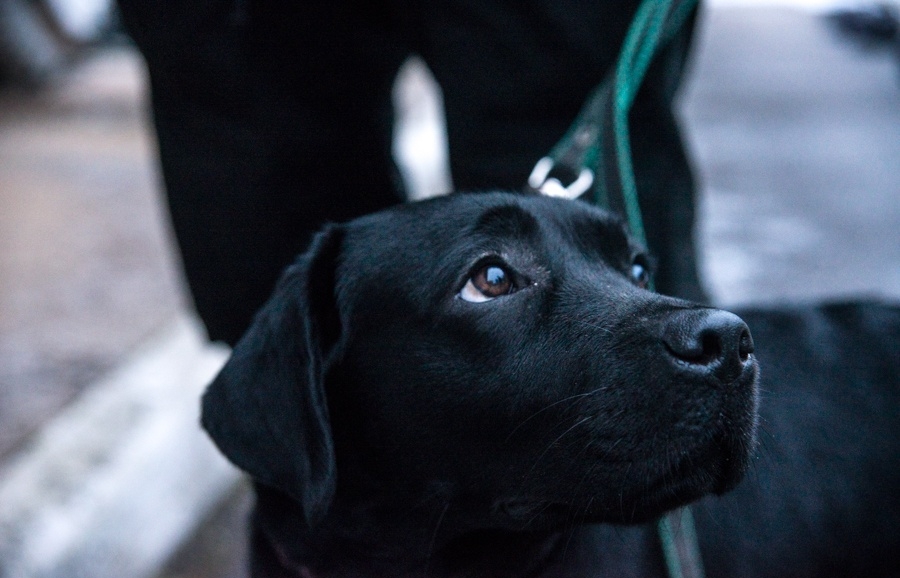 В Днепре строят клинику для собак за 47 миллионов. Новости Днепра