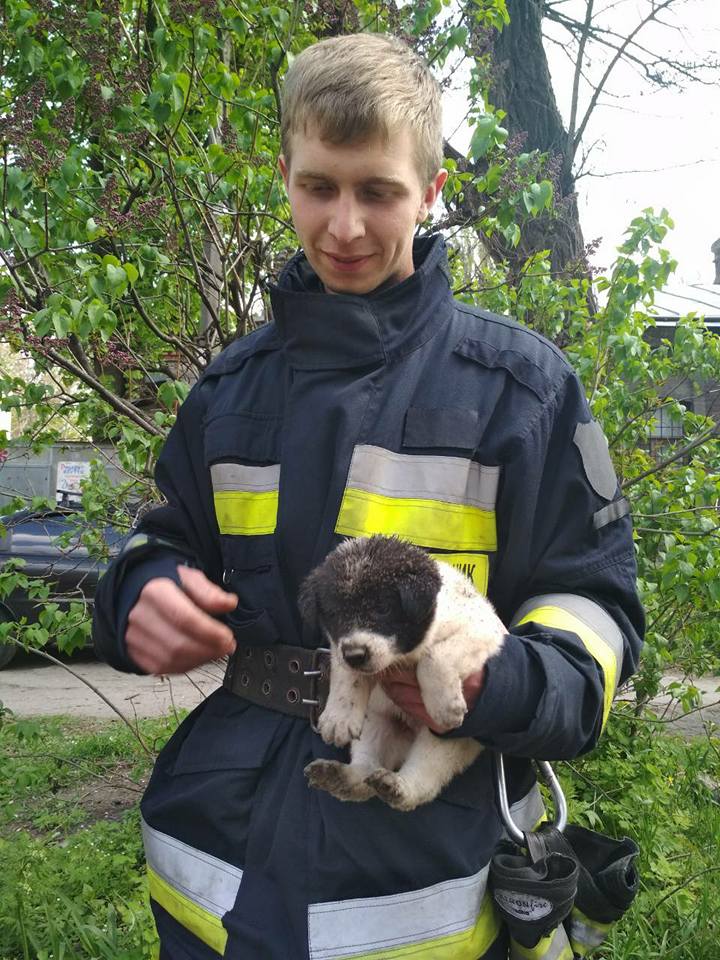 В Днепре пожарные спасли щенков. Новости Днепра