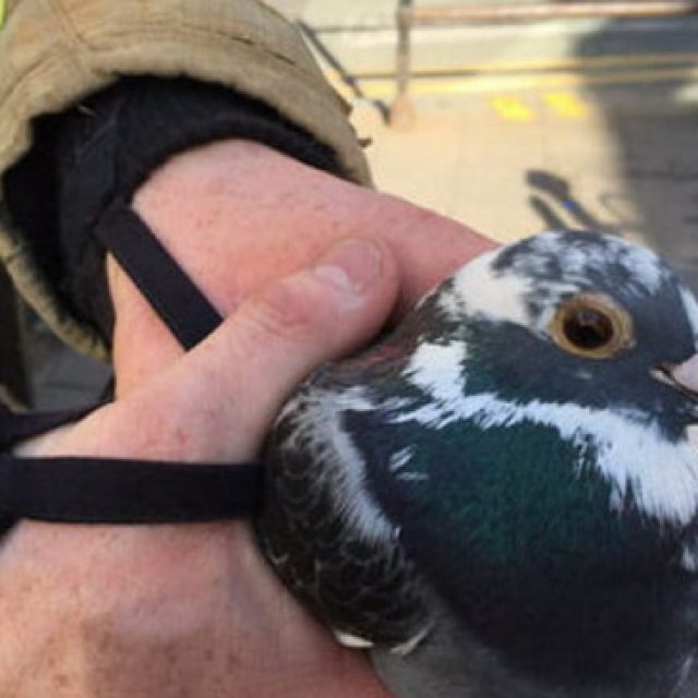 В Днепре спасатели освободили голубя (фото). Новости Днепра
