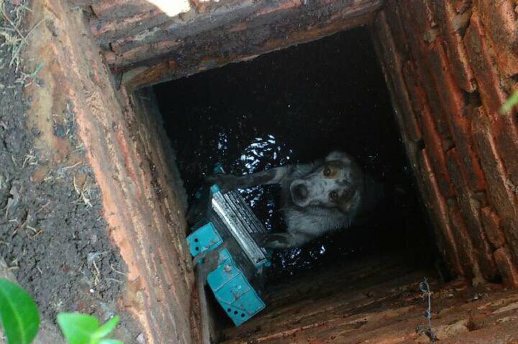 Собака люк. Собака в канализационном люке. Спасение собаки из люка.