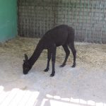 Бизнесмен из Днепра подарил Николаевскому зоопарку альпаку