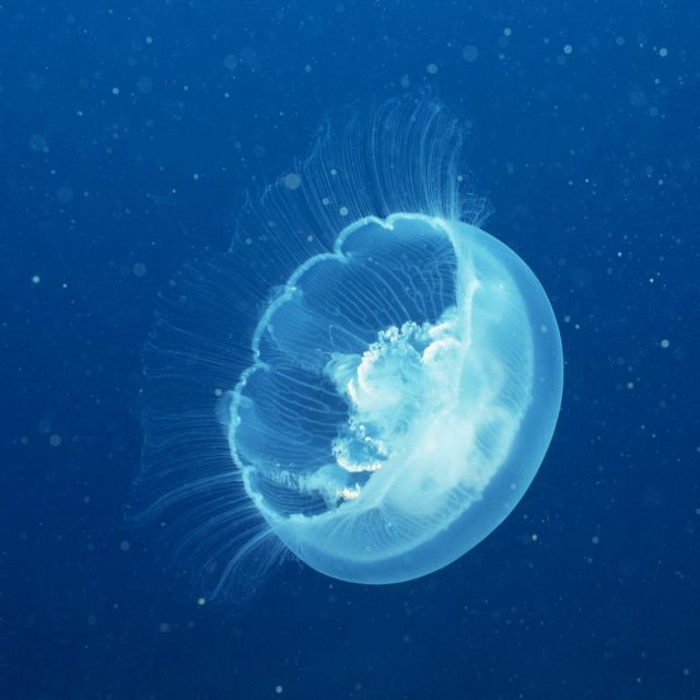 В пресноводном Днепре появились медузы. Новости Днепра