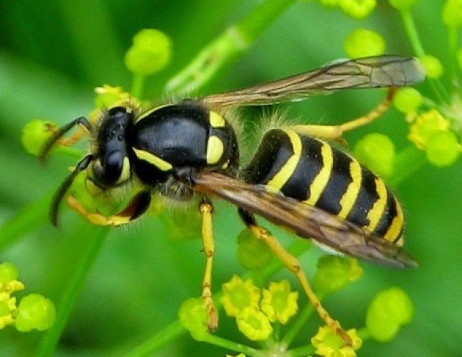 Вас укусили? Главное - не паниковать. Уроки первой помощи.