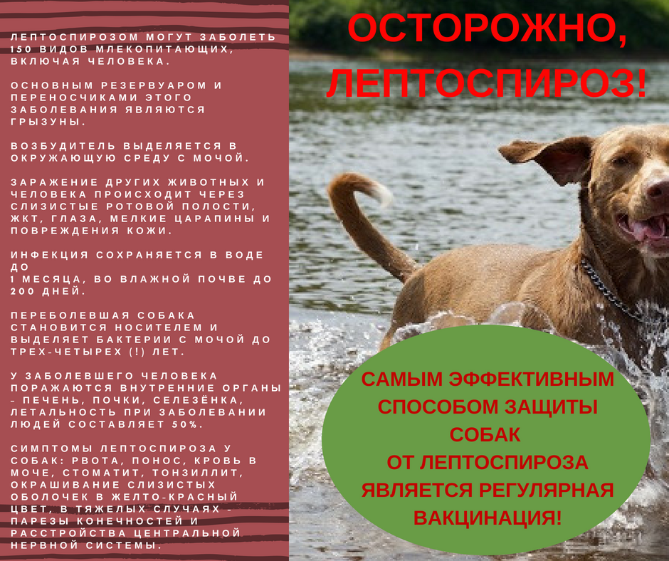 В Днепре зарегистрировали случай лептоспироза у собаки