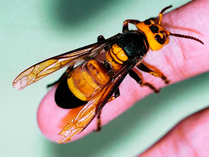 Вас укусили? Главное - не паниковать. Уроки первой помощи.