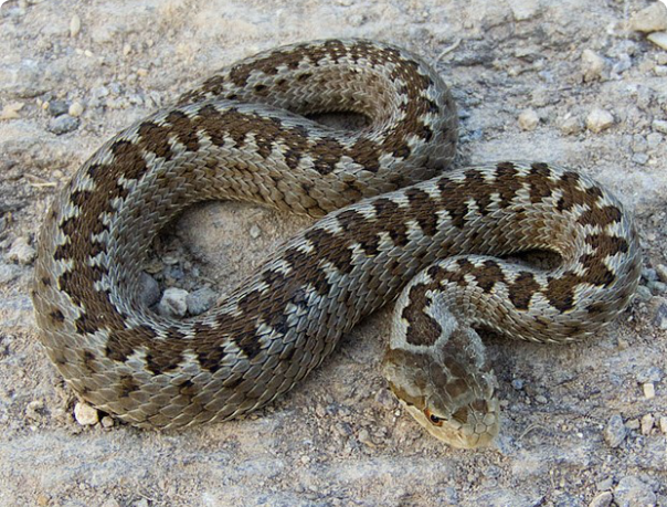 Вас укусили? Главное - не паниковать. Уроки первой помощи.