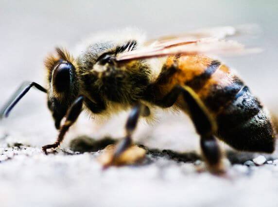 Вас укусили? Главное - не паниковать. Уроки первой помощи.