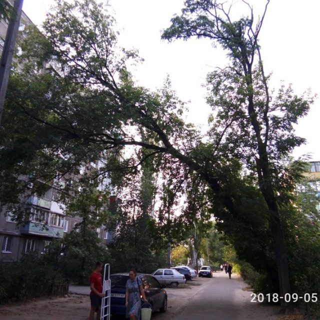 В Днепре упавшее дерево проткнуло автомобиль насквозь.Новости Днепра