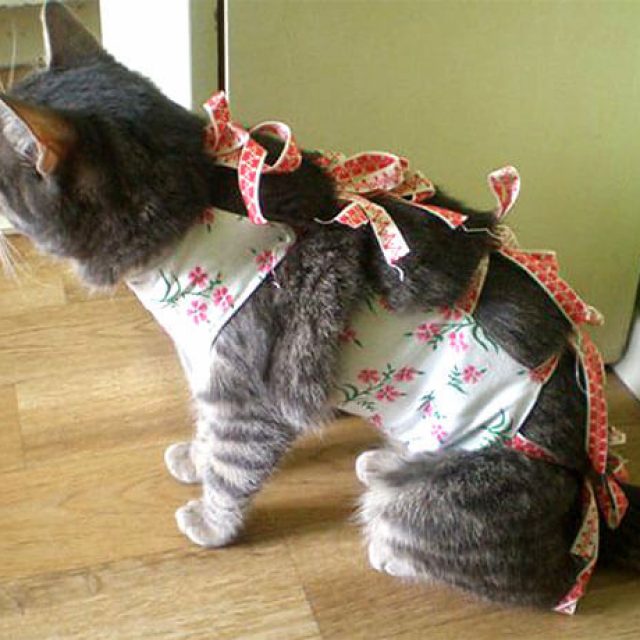 Как одеть кошке попону после стерилизации инструкция с фото пошагово в домашних условиях