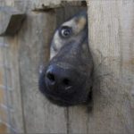 В Днепре ищут хозяев роскошным потерявшимся собакам: фото