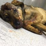 В Днепре живодеры избили собаку: фото. Новости Днепра