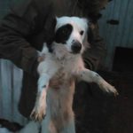 В Днепре полиция продолжает ловить собак, пострадавших от фейерверков: фото