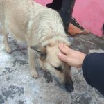 На Тополе днепряне купили собакам будки, чтобы спасти от холодов