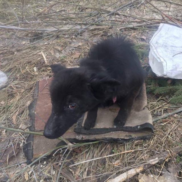 В Днепре на кладбище нашли щенка в мешке. Новости Днепра