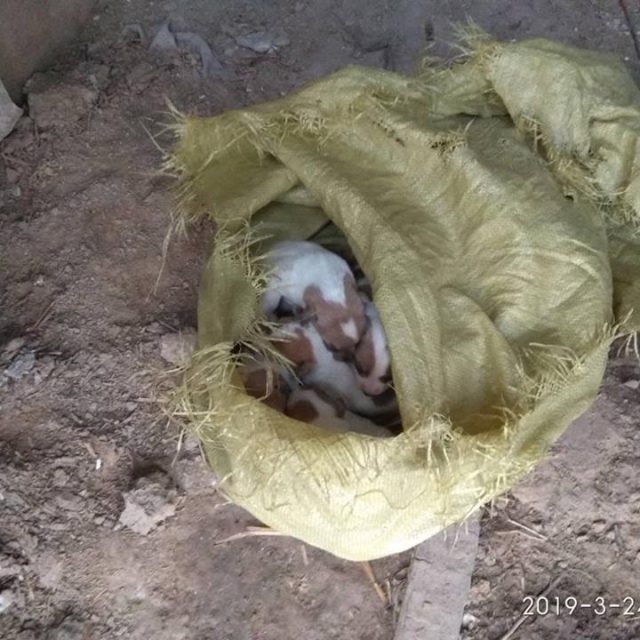 Спасли от смерти семерых новорожденных щенков. Новости Днепра 
