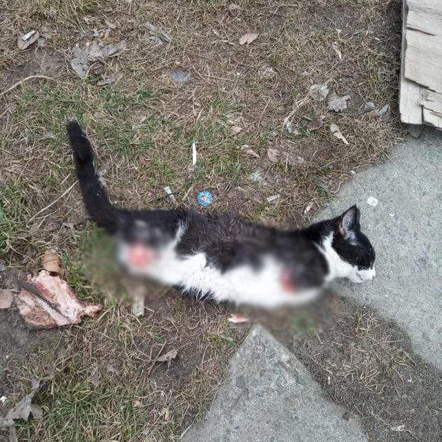 В Днепре живодеры показательно убили кота. Новости Днепра 