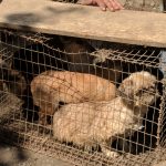 В Днепре бабушка-одуванчик мучила 34 собаки: фото, видео