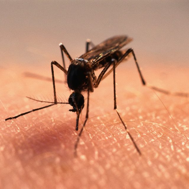 Жители города просят власть бороться с комарами. Новости Днепра