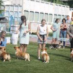 В Днепре прошла масштабная выставка-фестиваль собак породы корги: фото