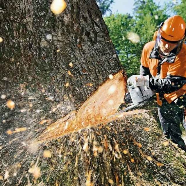  Вдоль Донецкого шоссе вырубают деревья. Новости Днепра