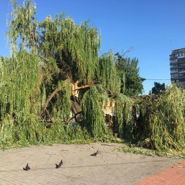  Буря уничтожила одно из самых старых деревьев. Новости Днепра