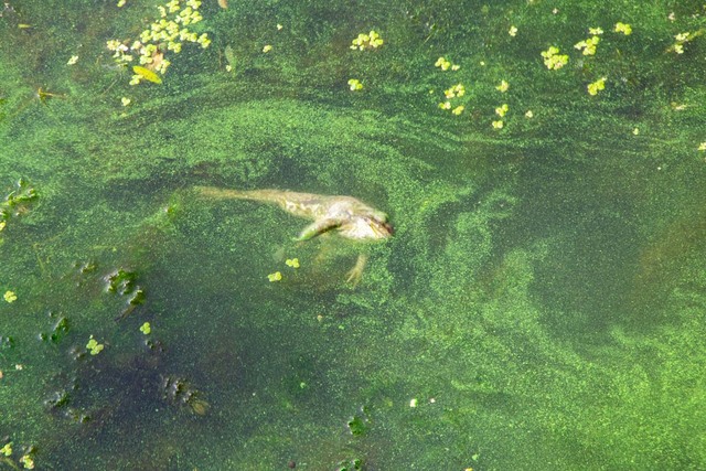 В Днепре бьет током водопад «Ревучий». Новости Днепра