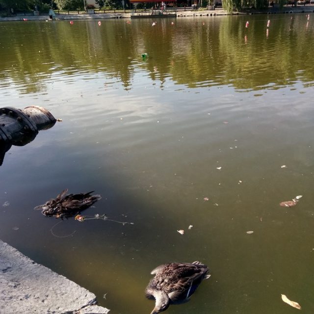 В Днепре разлагаются в озере трупы птиц. Новости Днепра