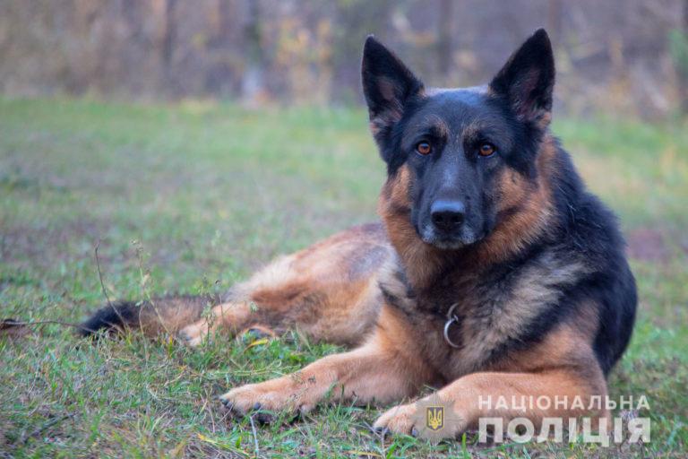 Полицейский пес помог задержать убийцу. Новости Днепра