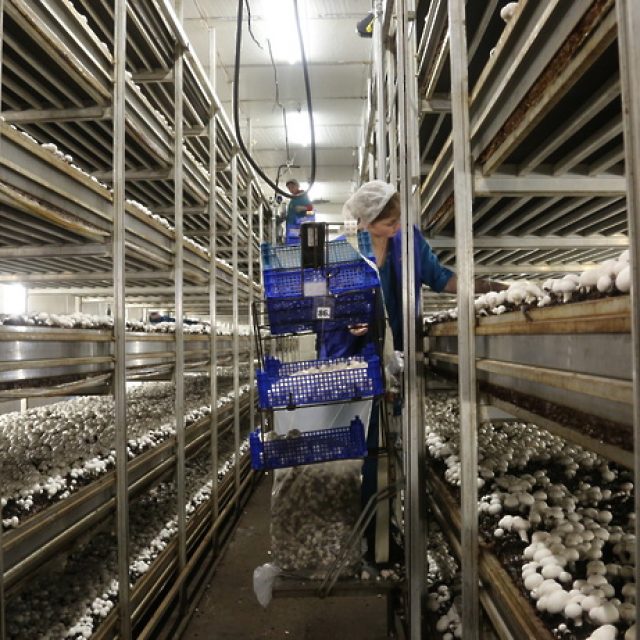 Особенности работы на грибной ферме в Канаде. Новости Днепра