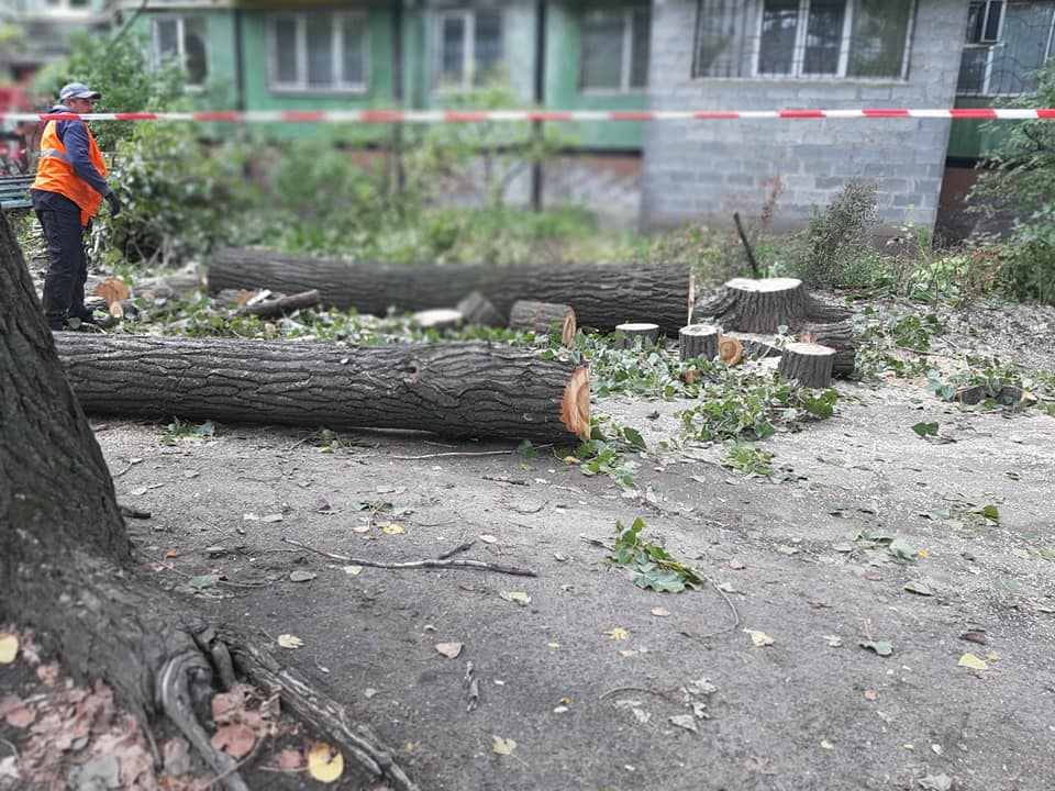 Спил деревьев на придомовой территории. Спил и уничтожение деревьев Екатеринбург. Избранные дети разрушают дерево. Куда обратиться чтобы срубили дерево. Моча уничтожает деревья.