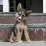 Днепровский «Зооконтроль» призывает подарить собаке чип на Новый год