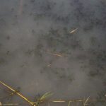 В Днепре заметили новые выбросы в озеро Курячье. Новости Днепра