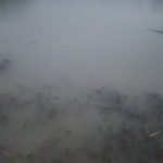 В Днепре заметили новые выбросы в озеро Курячье. Новости Днепра