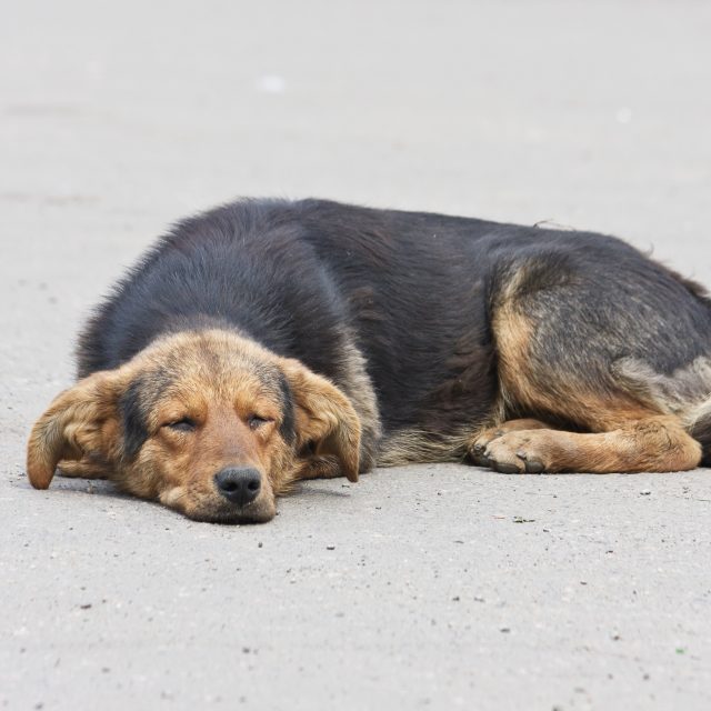 В Днепре собак отправляют на смерть в Харьков. Новости Днепра