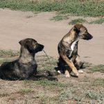 Дело живодеров в Днепре: на Интерпайп НТЗ отрицают убийства собак