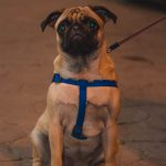 В Днепре откроют первую муниципальную площадку для собак