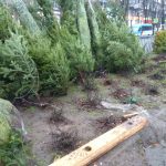 Днепровский активист объявил войну елкам. Новости Днепра