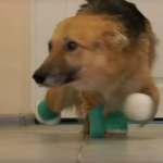 В Днепре собака без лап начала ходить: видео