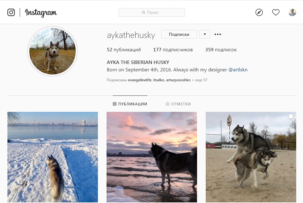 Сибирская хаски завела себе страничку в Instagram. Новости Днепра