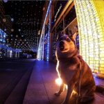 Хаски строит глазки: в Днепре собака завела себе страничку в Instagram (фото)