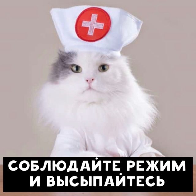 Коты рекомендуют: как спастись от коронавируса. Новости Днепра