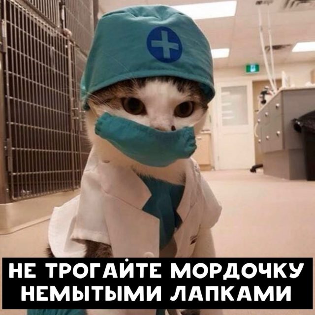 Коты рекомендуют: как спастись от коронавируса. Новости Днепра