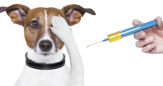 Вакцинация щенков | Как прививать щенка