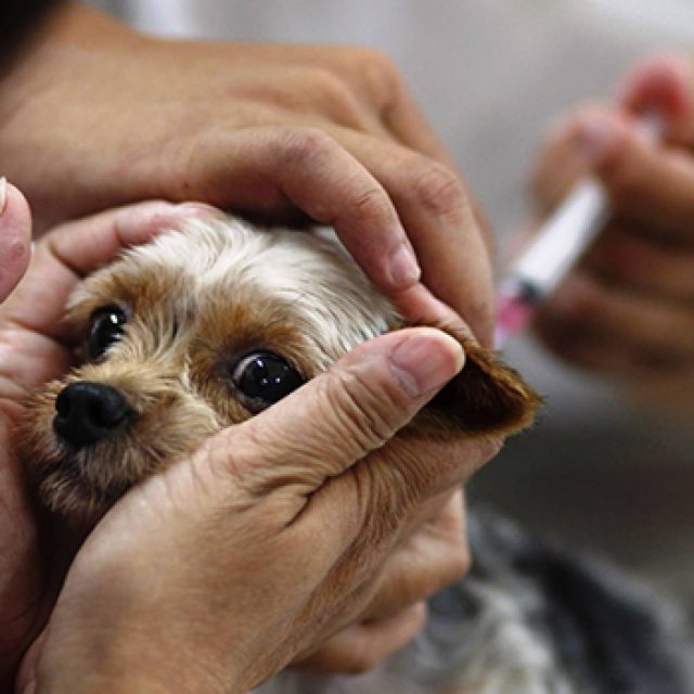 Вакцинация щенков | Как прививать щенка