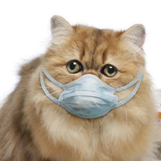 Коронавирус в Украине | Коты спасают от болезни