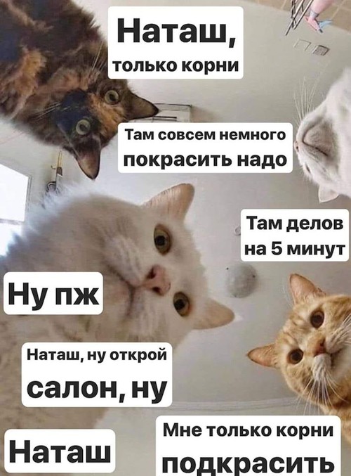 Коронавирус в Украине: топ-10 мемов о Наташе, котах и карантине